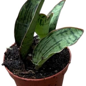Sansevieria other Cleopatra
(20 Plants/Order)(6cmP 5cmH)
