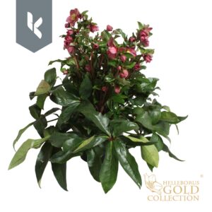 Helleborus HGC Ice N Roses Red
(1 Plants/Order)(27cmP 80cmH)