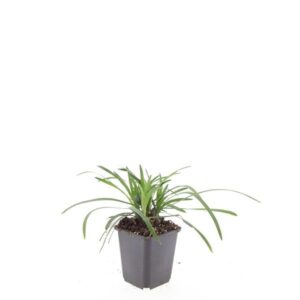 Liriope muscari Big Blue'
(12 Plants/Order)(9cmP 5cmH)