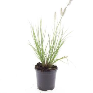 Pennisetum alopecuroides Hameln
(8 Plants/Order)(14cmP 10cmH)