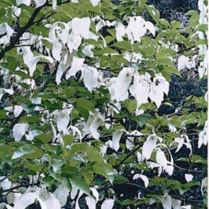 Davidia involucrata Davidia involucrata 60-80C4 
(1 Plants/Order)(22cmP 80cmH)