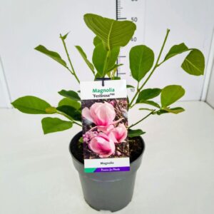 Magnolia denudata Magnolia denudata 'Festirose' 40-60C5
(1 Plants/Order)(23cmP 70cmH)