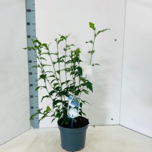 Hibiscus syriacus White Chiffon ('Notwoodtwo'PBR)
(1 Plants/Order)(23cmP 75cmH)