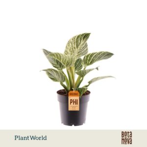 Philodendron Birkin New Wave
(7 Plants/Order)(14cmP 30cmH)