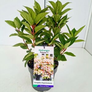 Hydrangea paniculata Hydrangea pan. 'Polestar' 25-30C3
(1 Plants/Order)(19cmP 40cmH)
