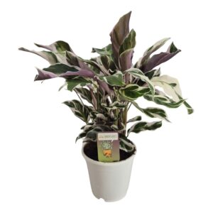 Calathea Fusion White
(6 Plants/Order)(14cmP 40cmH)
