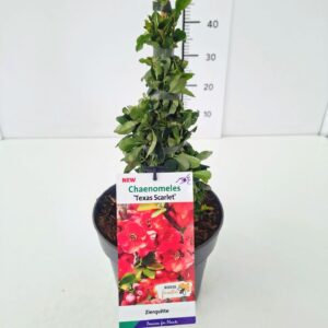 Chaenomeles x superba Texas Scarle Chaenomeles sup. 'Texas Scarlet' 40-50C5
(1 Plants/Order)(22cmP 50cmH)