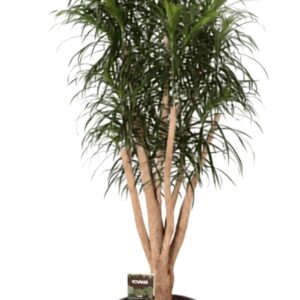 Dracaena Anita Dracaena refl. Anita busch
(1 Plants/Order)(40cmP 200cmH)