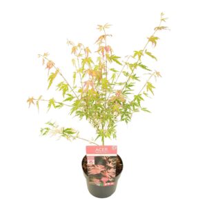 Acer palmatum Taylor
(1 Plants/Order)(19cmP 65cmH)