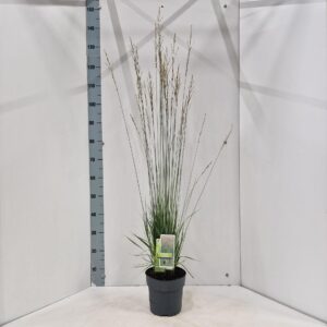 Molinia caerulea Heidebraut
(1 Plants/Order)(19cmP 125cmH)