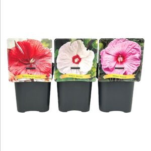 Hibiscus mix laag C5
(1 Plants/Order)(21cmP 35cmH)