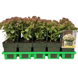 Sedum telephium Seduction pink Char
(10 Plants/Order)(11cmP 25cmH)