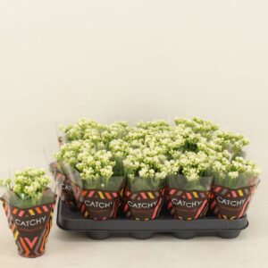 Kalanchoe Calandiva White Double
(16 Plants/Order)(8cmP 15cmH)