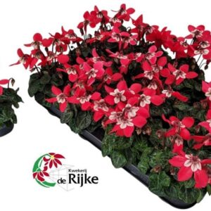 Cyclamen Super Serie Djix Red
(12 Plants/Order)(7cmP 15cmH)