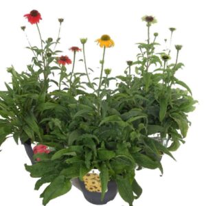 Echinacea purpurea mix
(1 Plants/Order)(23cmP 70cmH)