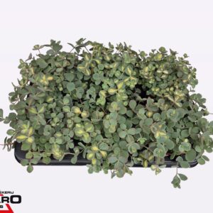 Sedum sieboldii Mediovariegatum P10,5 XL
(6 Plants/Order)(10.5cmP 16cmH)