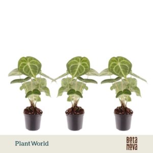 Anthurium clarinerviu
(16 Plants/Order)(7cmP 15cmH)