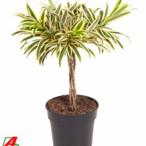 Dracaena Song of India gevlochten stam P21
(1 Plants/Order)(21cmP 60cmH)