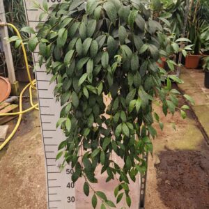 Aeschynanthus marmoratus Aeschynanthus Marmoratus hangplant XXL (1 Plants/Order)(27cmP 110cmH)
