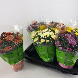 Chrysanthemum (Indicum GR Homerun g Homerun mixlaag Pot 15 cm
(6 Plants/Order)(15cmP 30cmH)