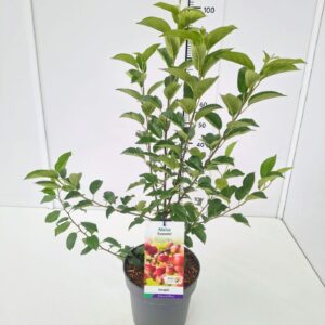 Malus Evereste Malus 'Evereste' 80-100C7
(1 Plants/Order)(25cmP 100cmH)
