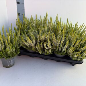 Calluna Beauty-Ladies Agneta "Ladies""_GELB_T10,5"
(10 Plants/Order)(10.5cmP 25cmH)