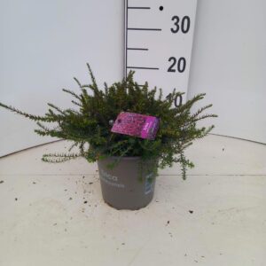 Erica Darley Kramer's Rote'
(6 Plants/Order)(15cmP 15cmH)