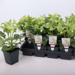 Helleborus lividus Purple Price White 9 cm
(12 Plants/Order)(9cmP 15cmH)