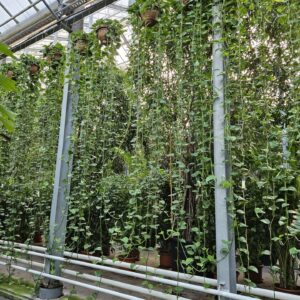 Epipremnum pinnatum Aureum
(1 Plants/Order)(40cmP 400cmH)
