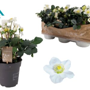 Helleborus niger Christmas Carol 15 cm Extra Large
(6 Plants/Order)(15cmP 34cmH)
