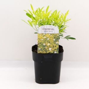 Choisya ternata Aztec Gold
(6 Plants/Order)(17cmP 20cmH)