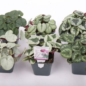 Cyclamen coum Cyclamen coum mix 9 cm
(12 Plants/Order)(9cmP 10cmH)