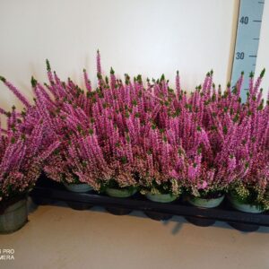 Calluna Beauty-Ladies Ladies Pink
(18 Plants/Order)(9cmP 17cmH)