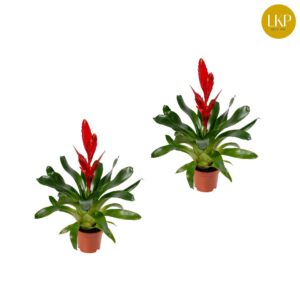 Vriesea Twinkle Vriesea Twinkle red (Zonder Hoes)
(12 Plants/Order)(10.5cmP 35cmH)