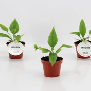 Anthurium Leaf Vittarifolium
(12 Plants/Order)(6cmP 15cmH)