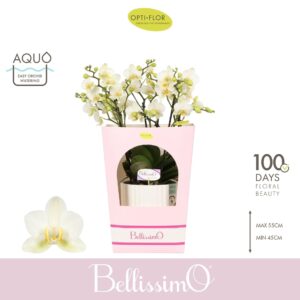 Phalaenopsis Multiflora Bellissimo Bella in Molise White Aquo Giftbox
(3 Plants/Order)(15cmP 50cmH)