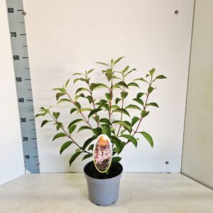 Viburnum bodnantense Dawn
(1 Plants/Order)(17cmP 50cmH)