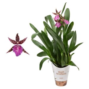 Brassia Summer Dream Miltassia lang 1 spike 12 cm
(6 Plants/Order)(12cmP 50cmH)