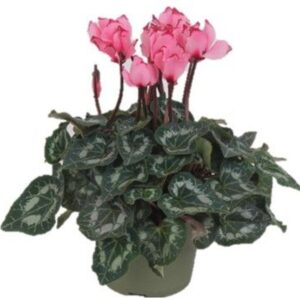 Cyclaman persicum midi Midi+ Victor Cyclamen Midi+ Victoria Salmon
(6 Plants/Order)(13cmP 30cmH)