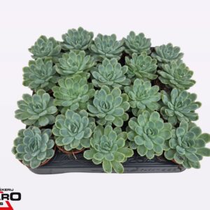 Echeveria elegans P5,5
(20 Plants/Order)(5.5cmP 6cmH)