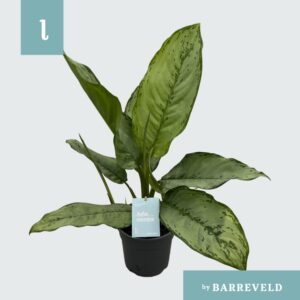 Aglaonema B.J. Freedman Green Agla 'Freedman' (Aglaonema) (6 Plants/Order)(17cmP 65cmH)