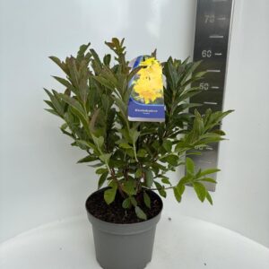 Rhododendron Mollis Grp 'Anneke' (AK)
(1 Plants/Order)(23cmP 55cmH)