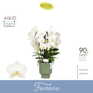 Phalaenopsis white more Ripsen Fontano Bellagio 5 spike in Emilia Green Aquo
(3 Plants/Order)(12cmP 50cmH)