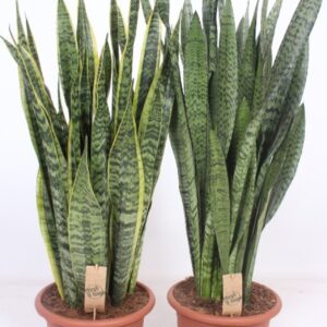 Sansevieria mix
(1 Plants/Order)(30cmP 90cmH)
