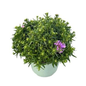 Aster Henri I Pink Henry
(6 Plants/Order)(17cmP 40cmH)
