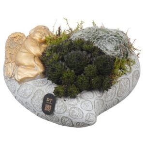 Arrangement PTAH3022 Arrangement All Saints in beton hart Pot
(3 Plants/Order)(20cmP 9cmH)