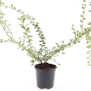 Cotoneaster suecicus Skogholm
(8 Plants/Order)(14cmP 10cmH)