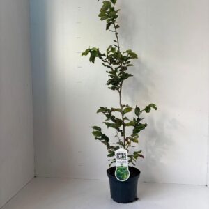 Parrotia persica gestokt 
(1 Plants/Order)(19cmP 110cmH)