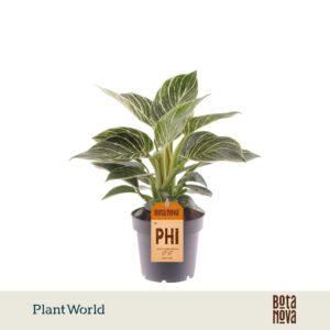 Philodendron Birkin
(10 Plants/Order)(12cmP 30cmH)