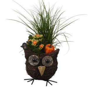 Arrangement kamer PTHI3312 Arrangement Autumn Indoor in rieten mand in uil vorm
(4 Plants/Order)(15cmP 33cmH)